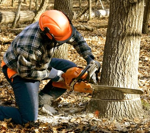 Tree Removal in Post Mills, VT